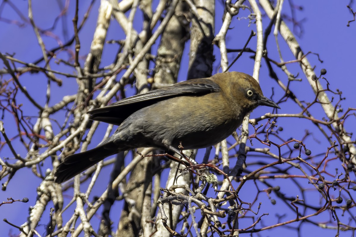 Rusty Blackbird - ML389463631