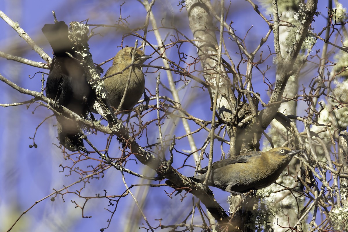 Rusty Blackbird - ML389463691