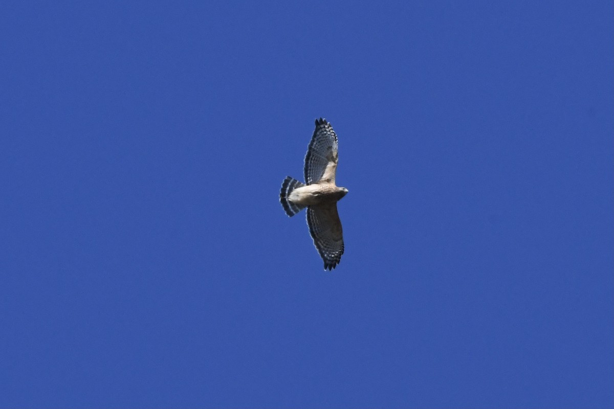 Red-shouldered Hawk - ML389465401