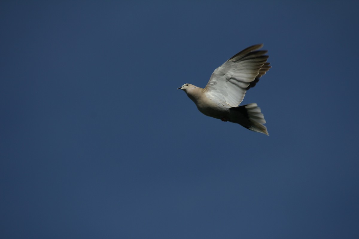 Eurasian Collared-Dove - ML389465541