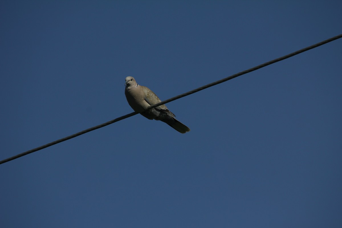 Eurasian Collared-Dove - ML389465561