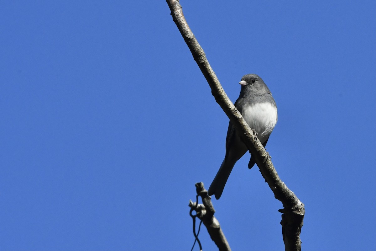 Dark-eyed Junco - ML389466151