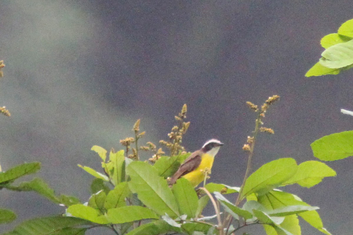 Rusty-margined Flycatcher - ML389466201
