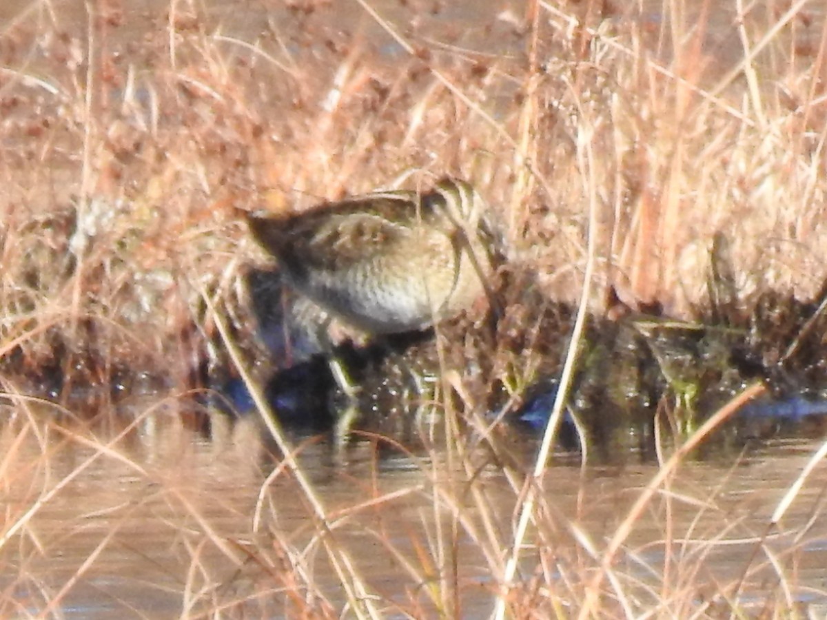 Wilson's Snipe - ML389467161