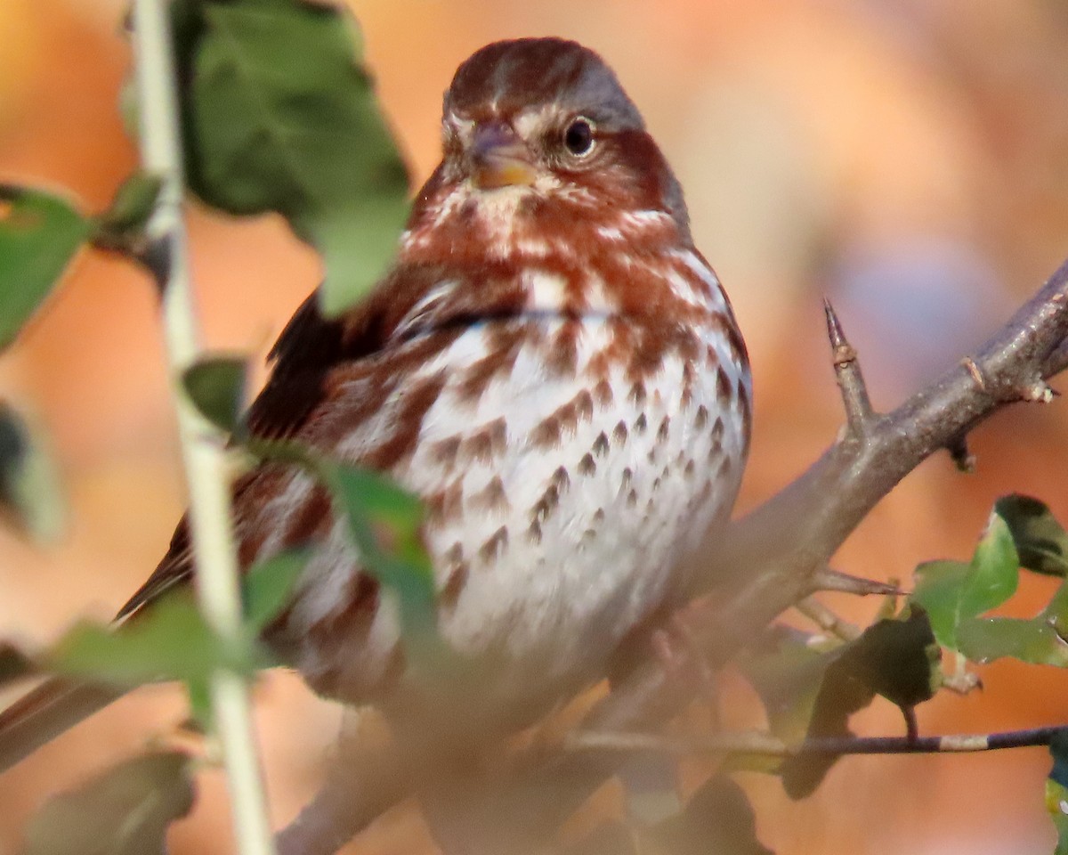 Fox Sparrow - ML389468271