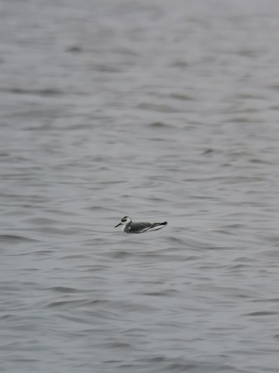 Red Phalarope - ML389468751