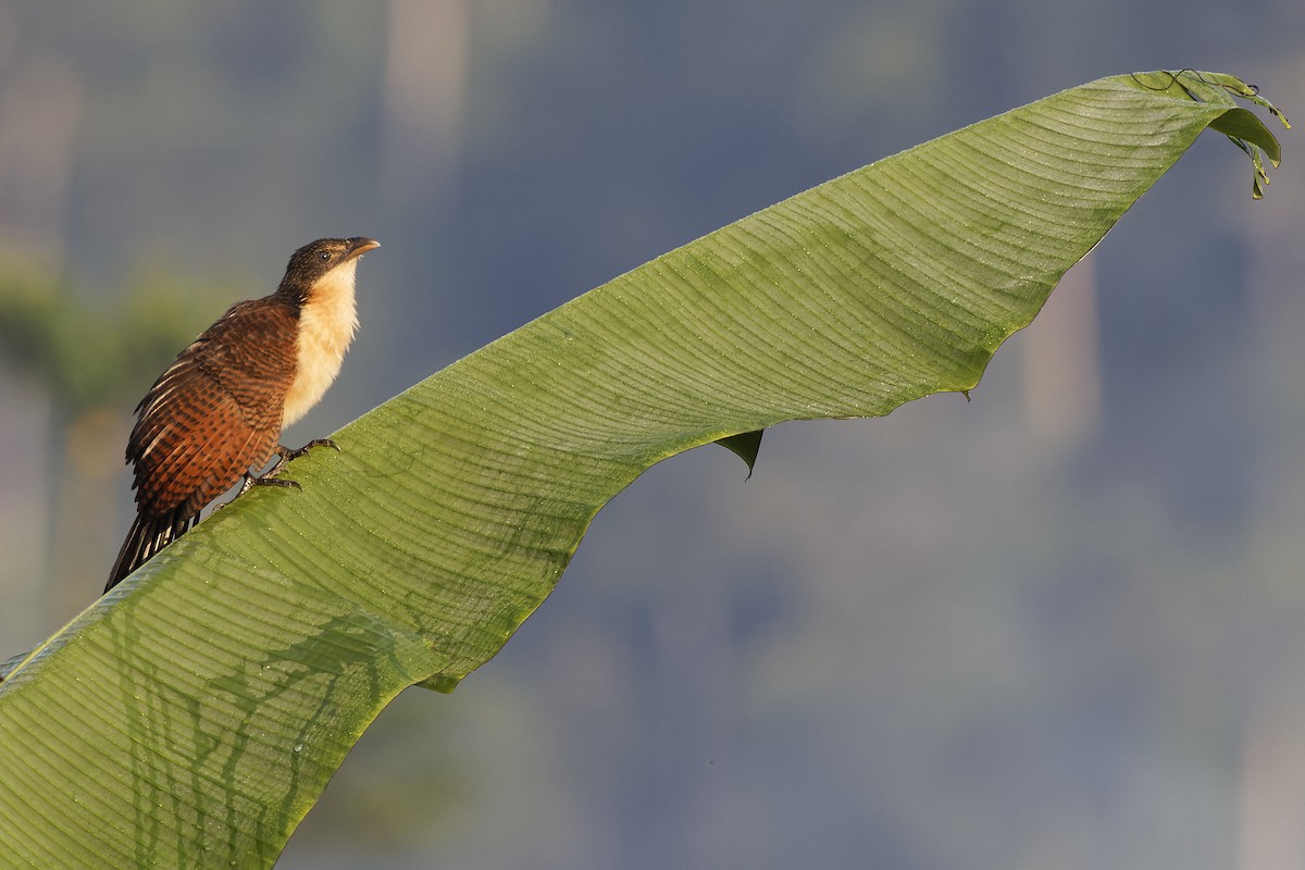 Senegal Coucal - ML389469221