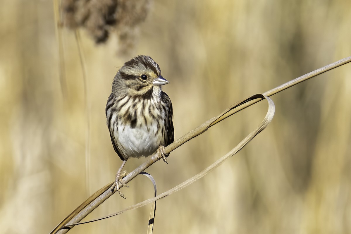 Song Sparrow - ML389469871