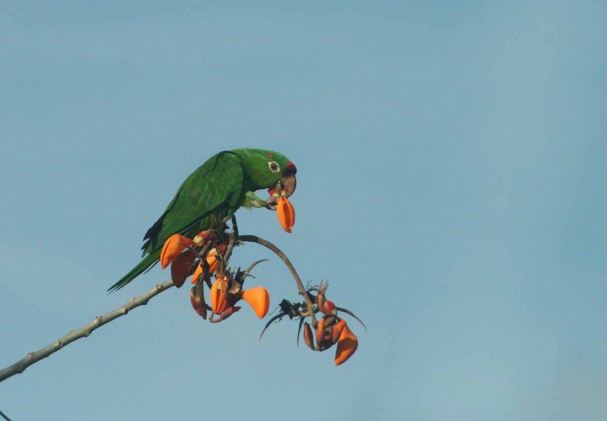 Crimson-fronted Parakeet - Stuart Malcolm