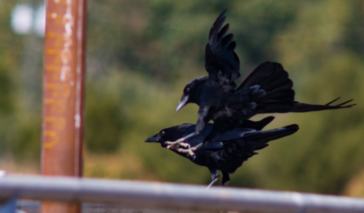 American Crow - ML38947111