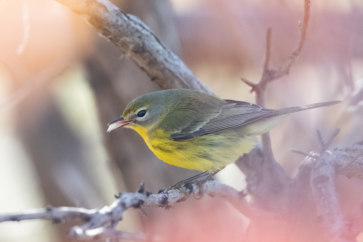 Prairie Warbler - Adam Cunningham