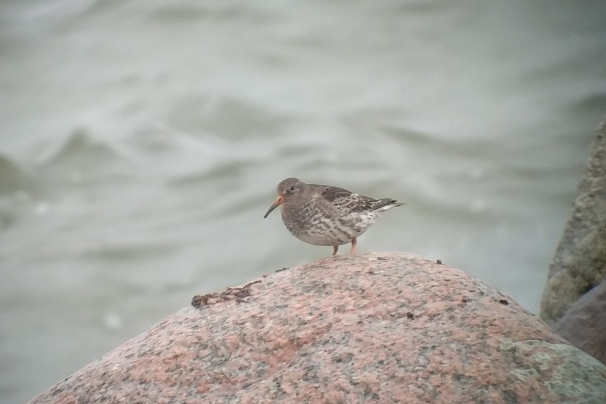 Purple Sandpiper - ML389471841