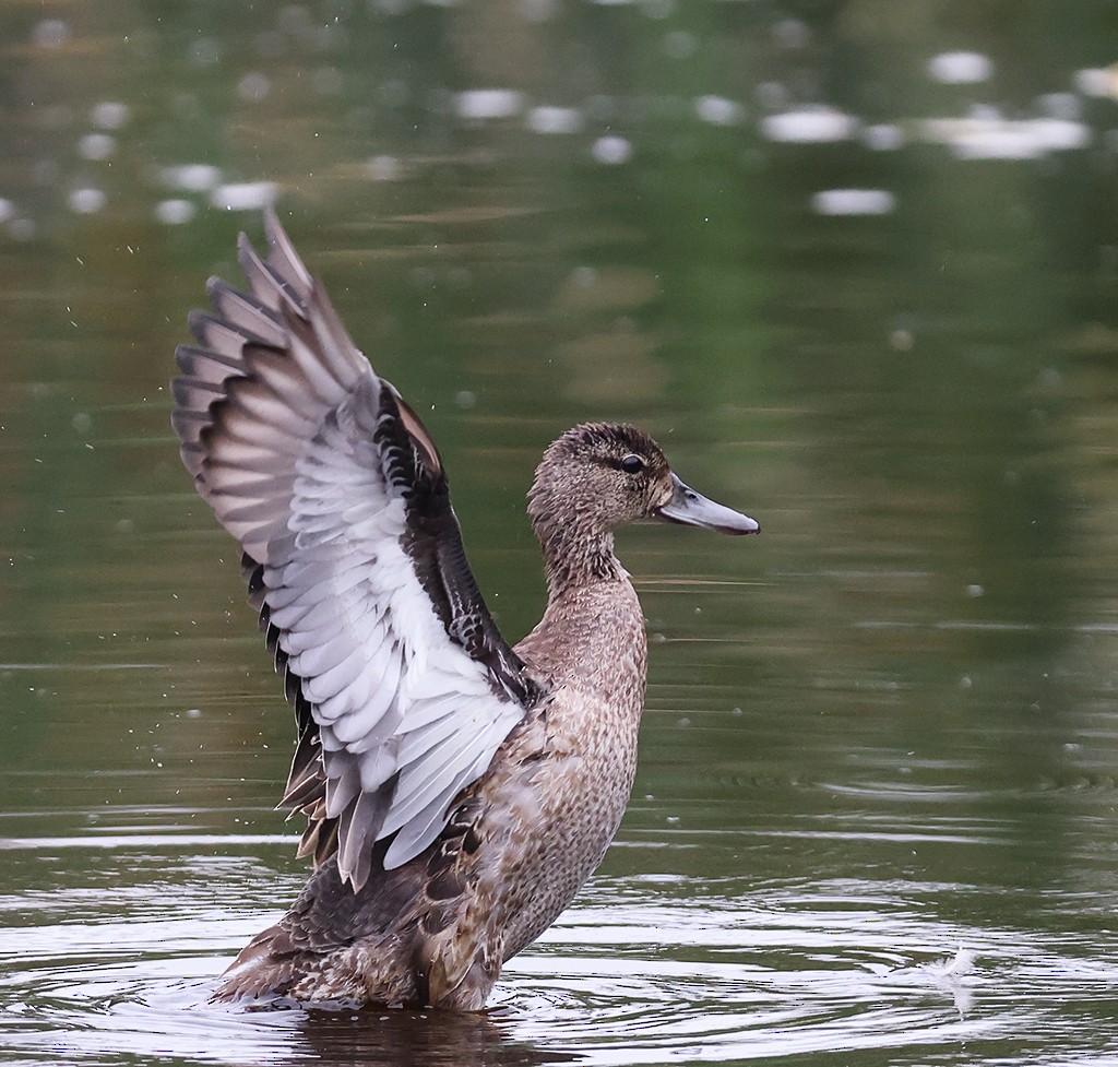 Blue-winged Teal - manuel grosselet