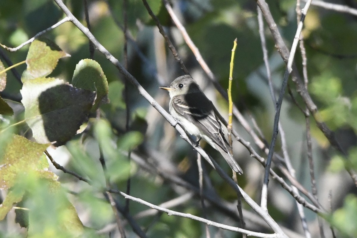 Eastern Wood-Pewee - ML389471911