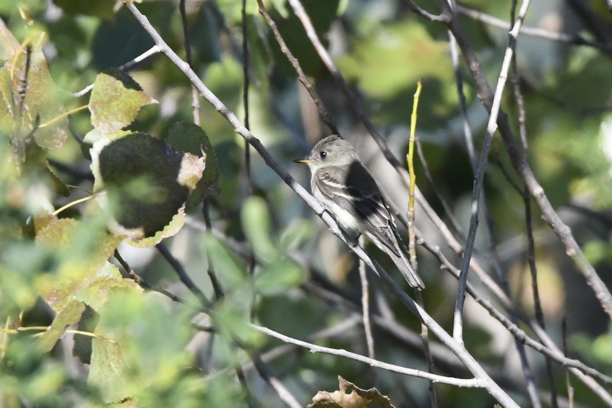 Eastern Wood-Pewee - ML389472161