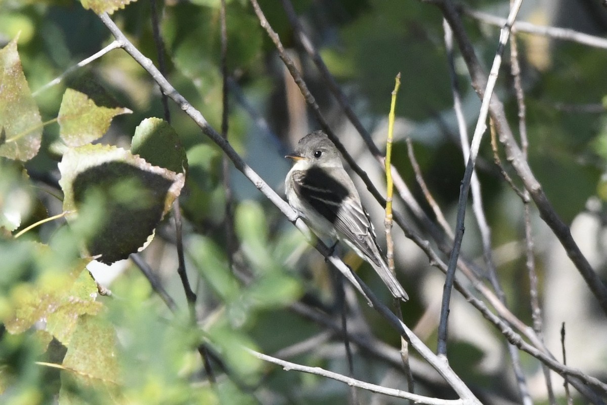 Eastern Wood-Pewee - ML389472181