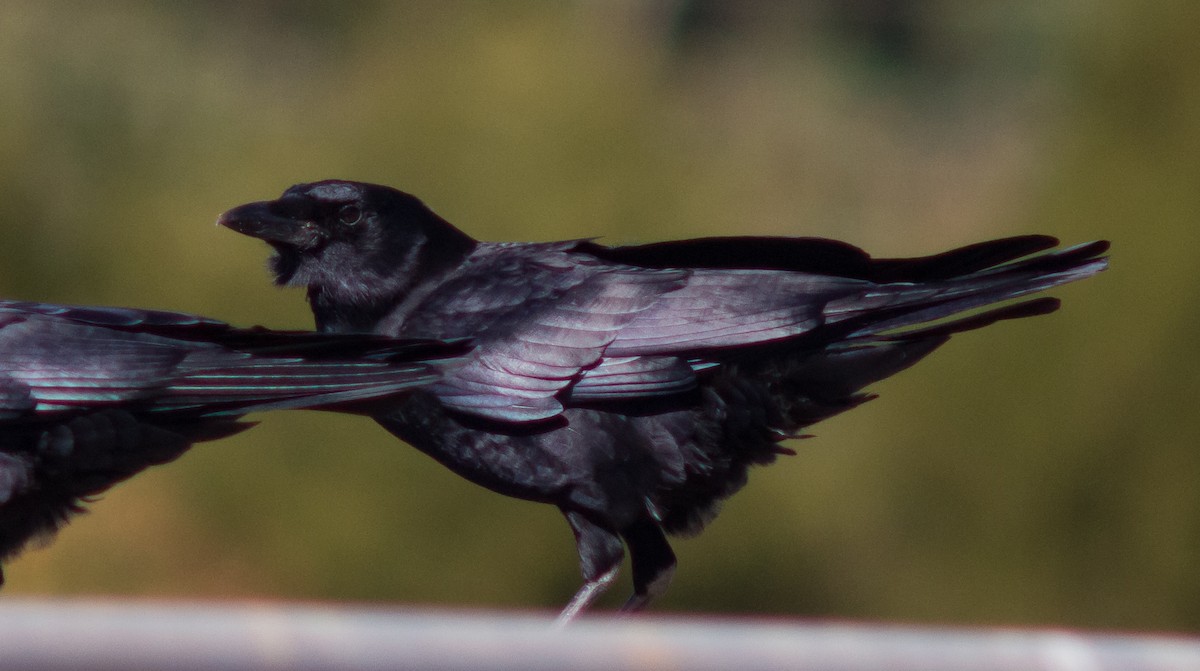 American Crow - ML38947221