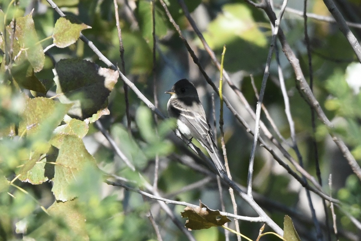 Eastern Wood-Pewee - ML389472211