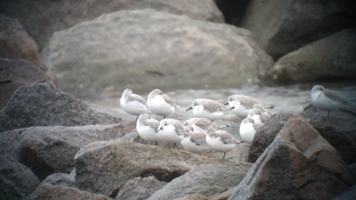 Bécasseau sanderling - ML389472271