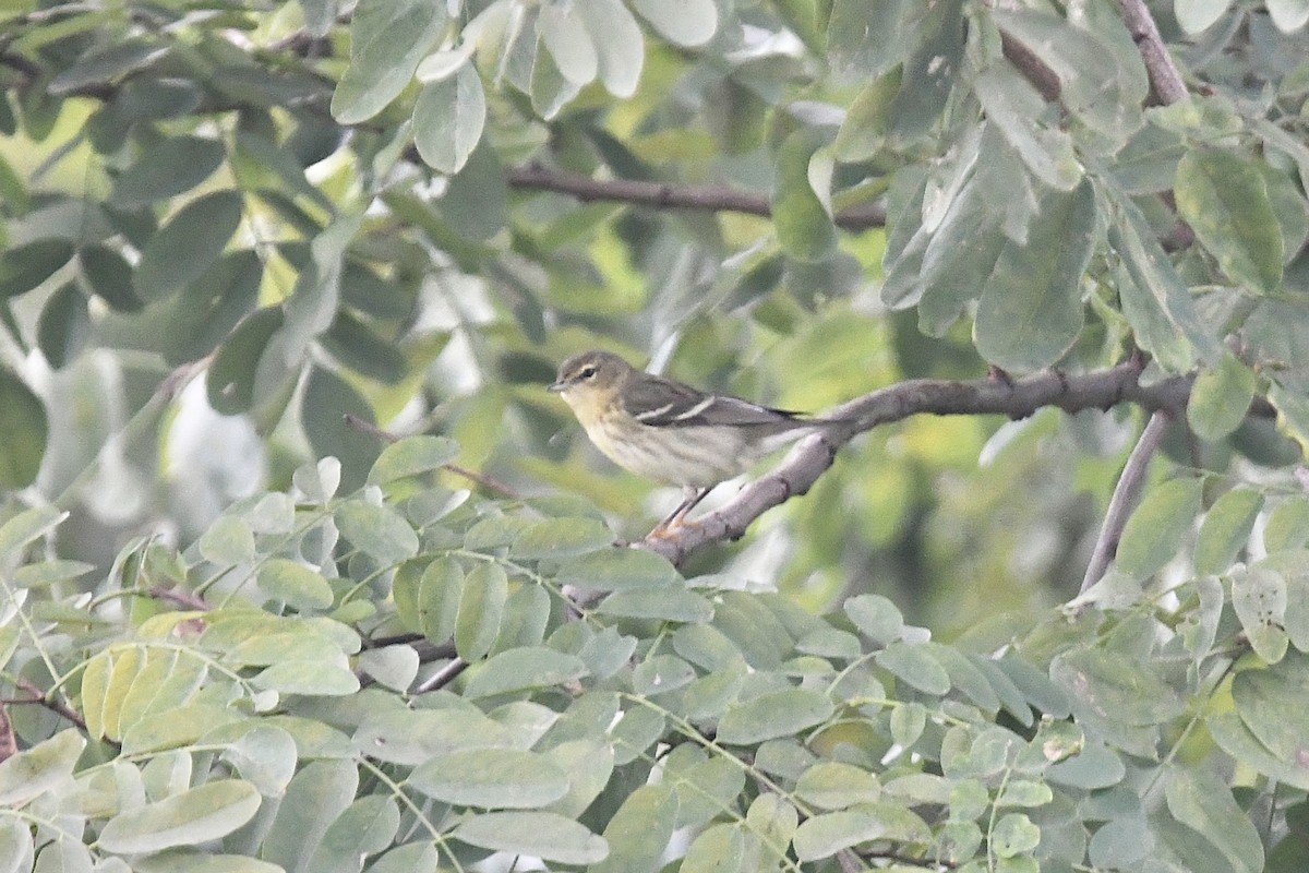 Blackpoll Warbler - ML389473271
