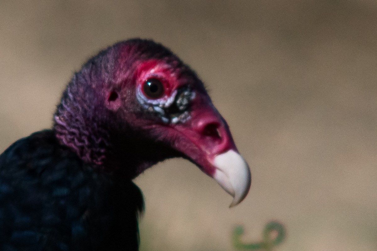 Turkey Vulture - ML38947331