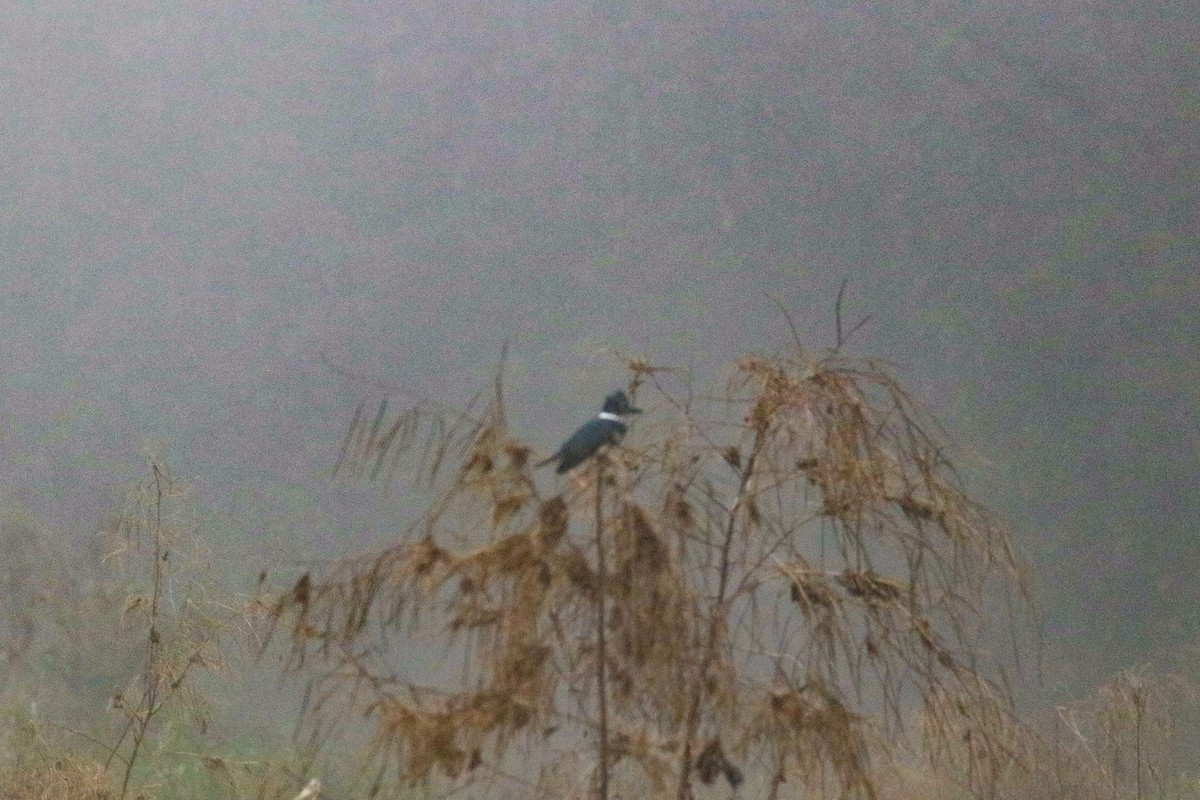 Belted Kingfisher - ML389474201