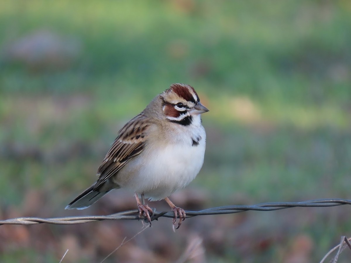 Lark Sparrow - ML389474551