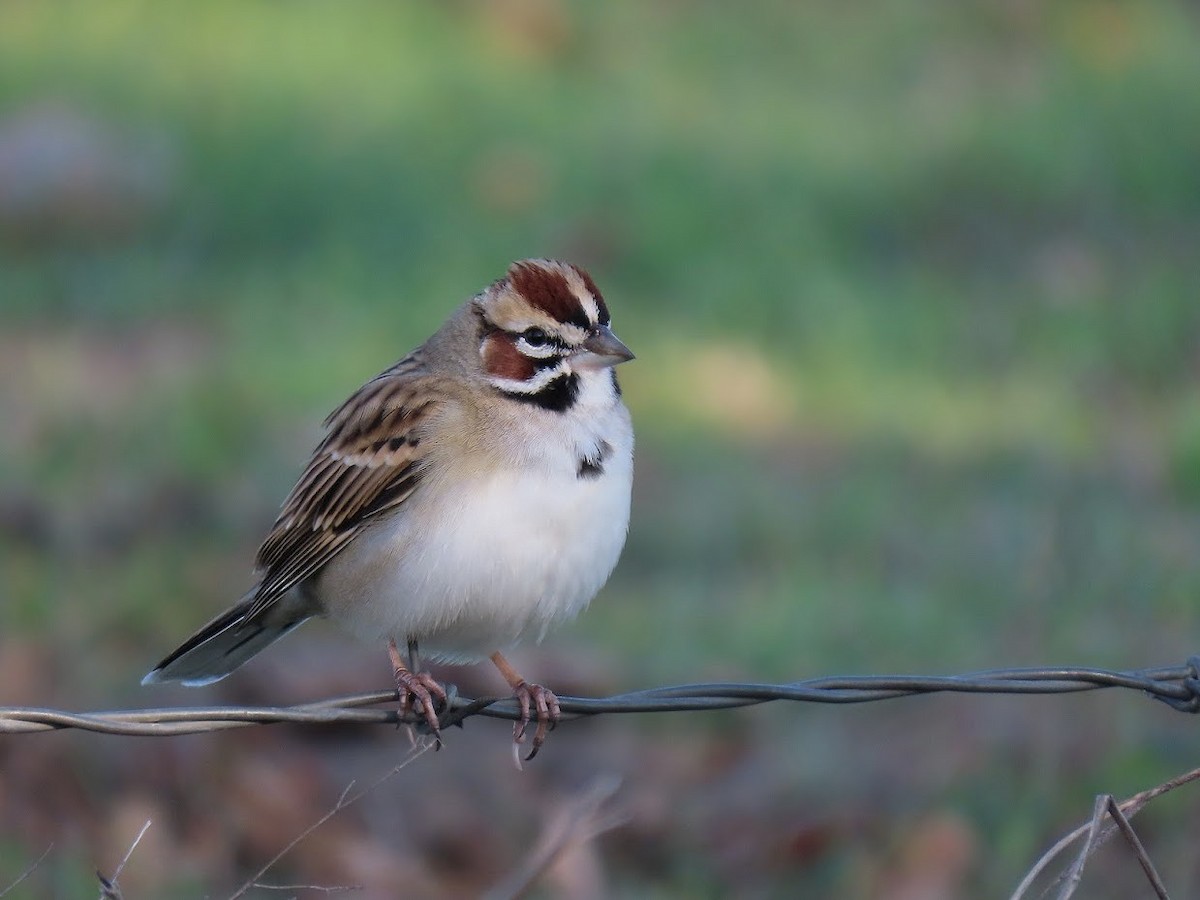 Lark Sparrow - ML389474561