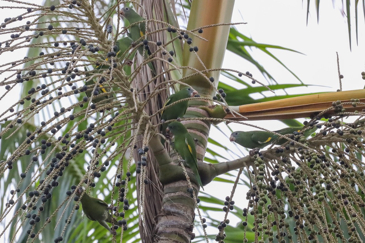 White-winged Parakeet - ML389474691