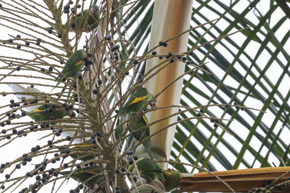 White-winged Parakeet - ML389474721