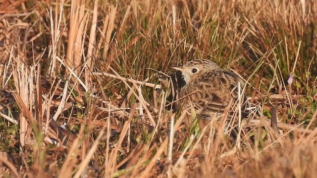 Sprague's Pipit - ML389475821