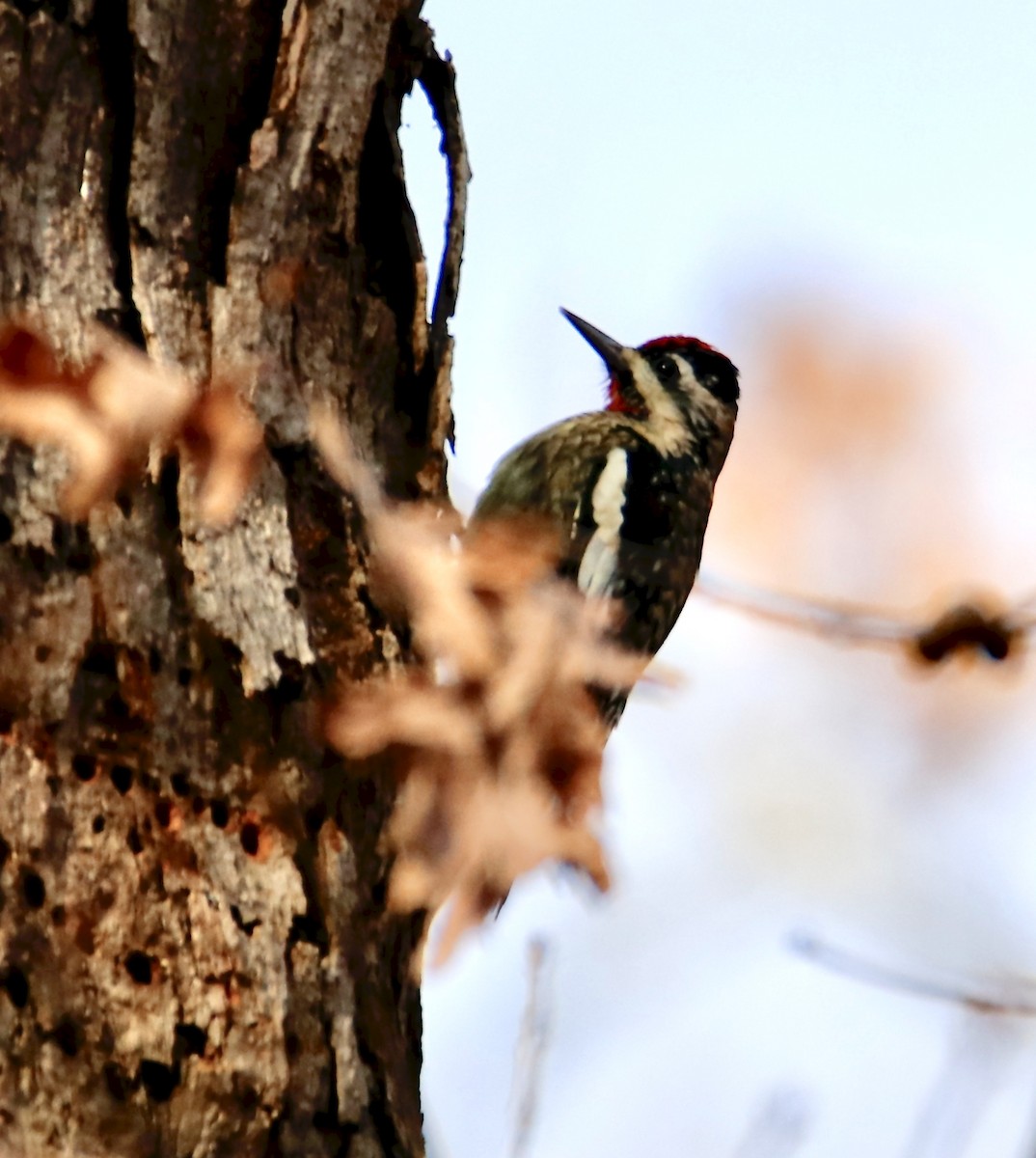 Yellow-bellied Sapsucker - ML389477631