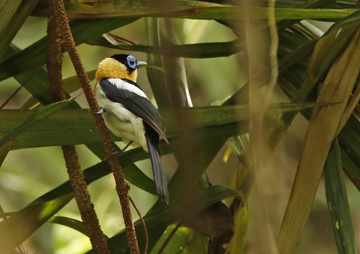 Ochre-collared Monarch - ML38947781