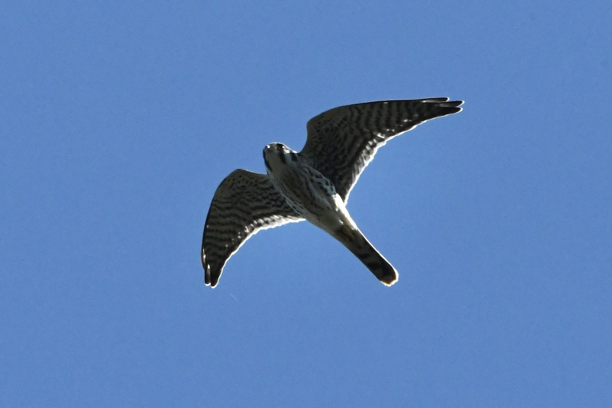 American Kestrel - ML389477871