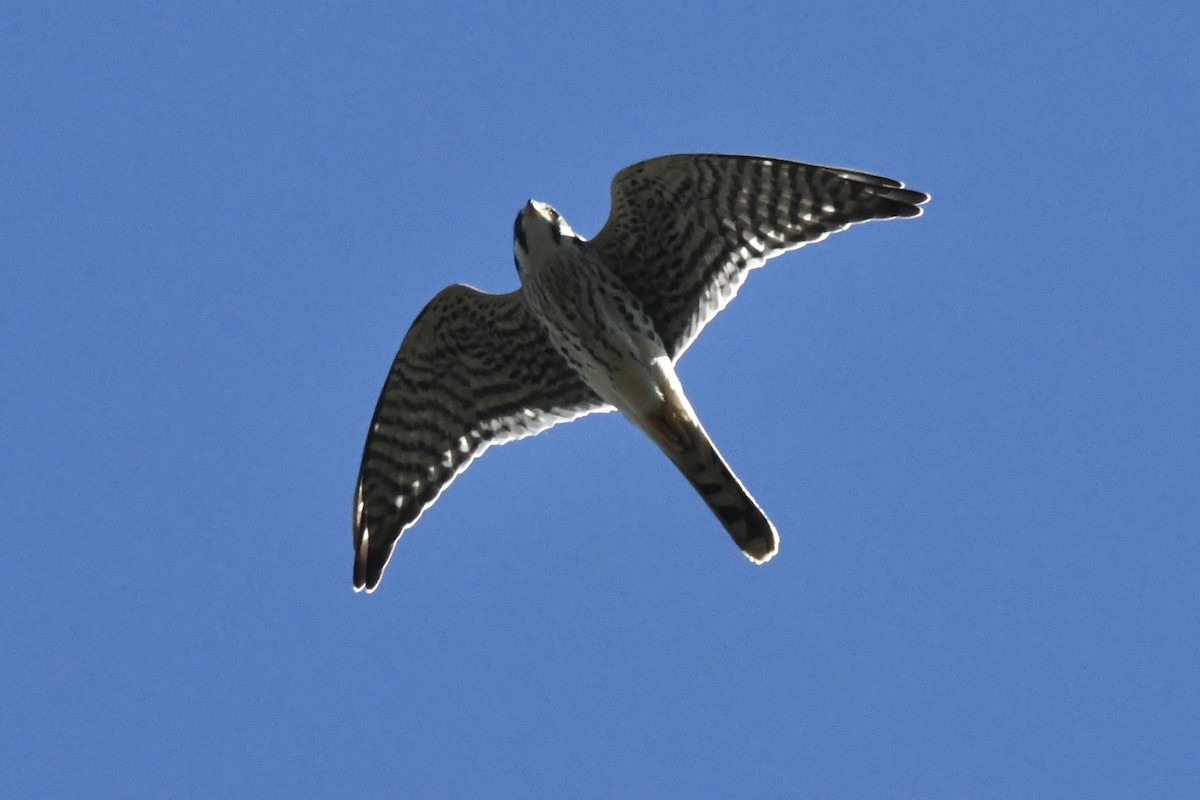 American Kestrel - ML389477911