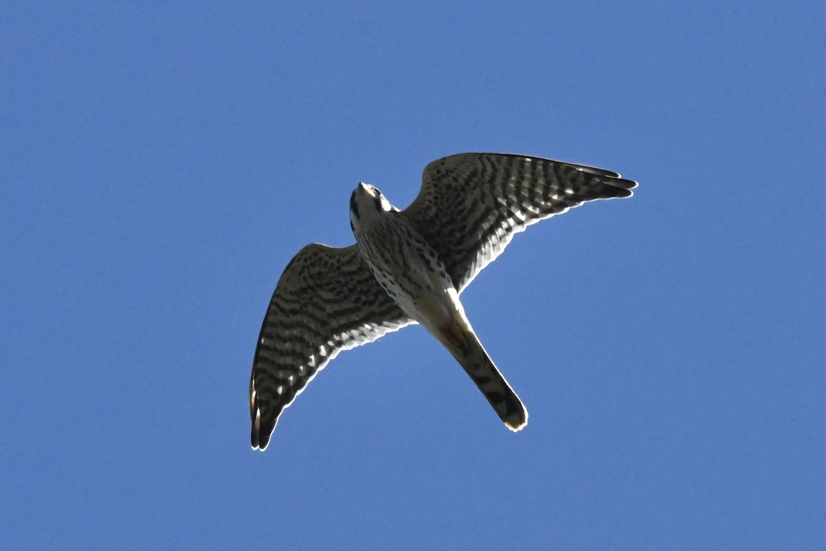 American Kestrel - ML389477921