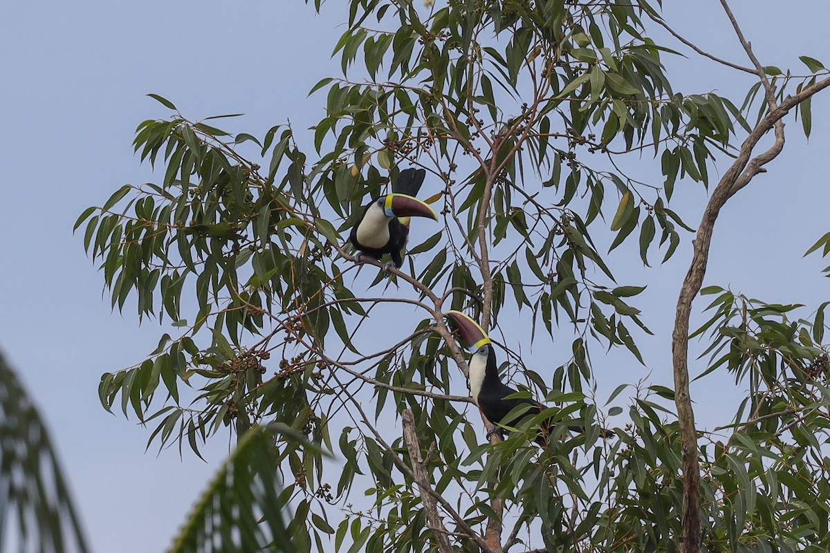 White-throated Toucan - ML389477941