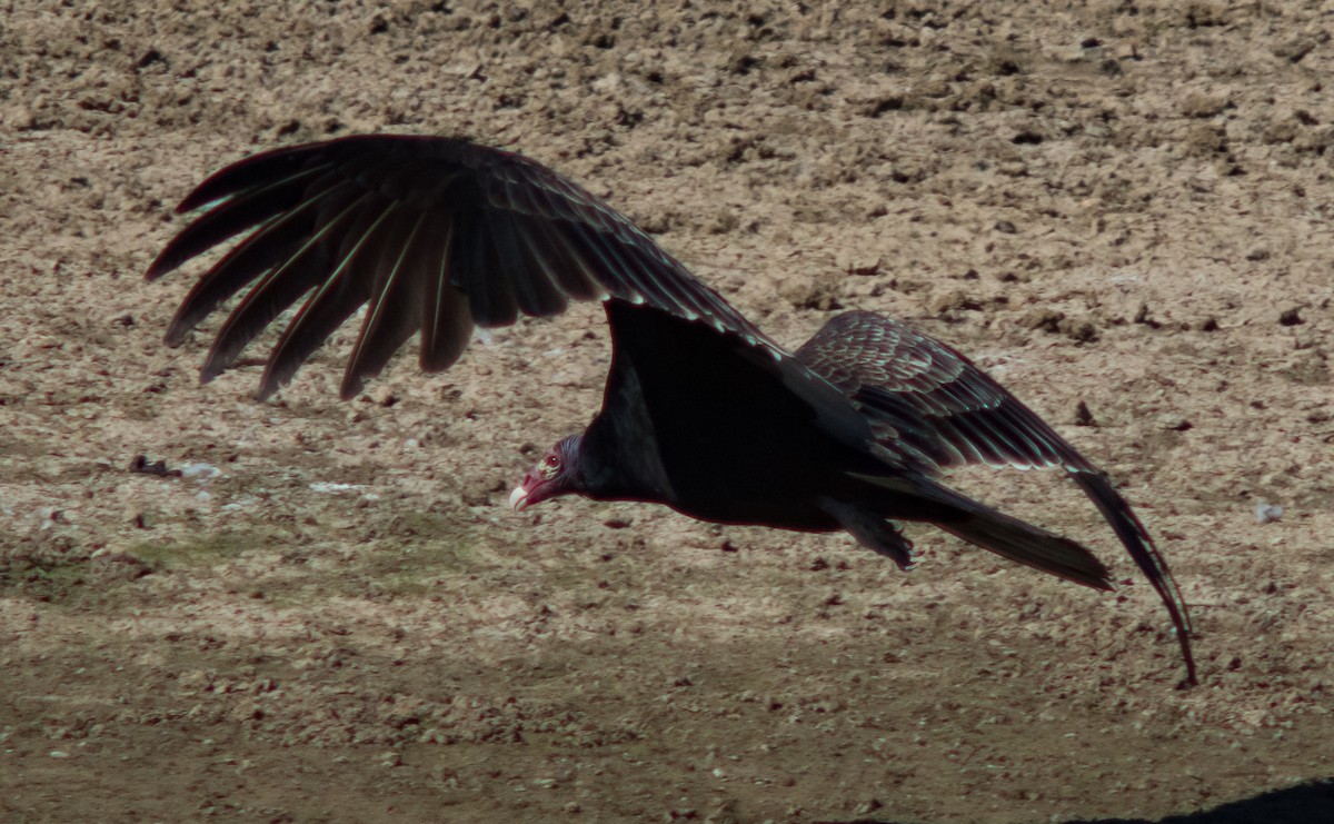 Turkey Vulture - ML38947891