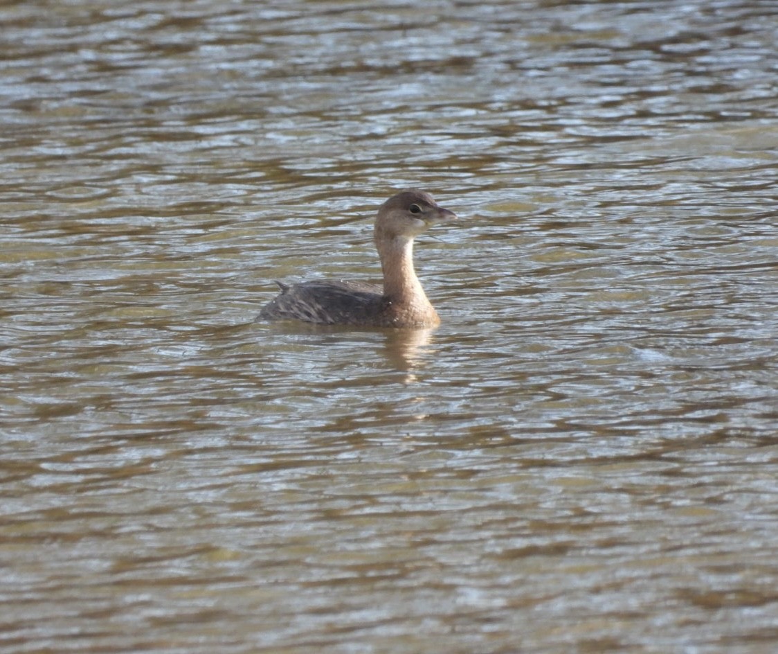 Pied-billed Grebe - ML389479121