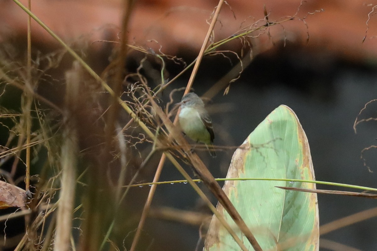 Southern Beardless-Tyrannulet - ML389479271