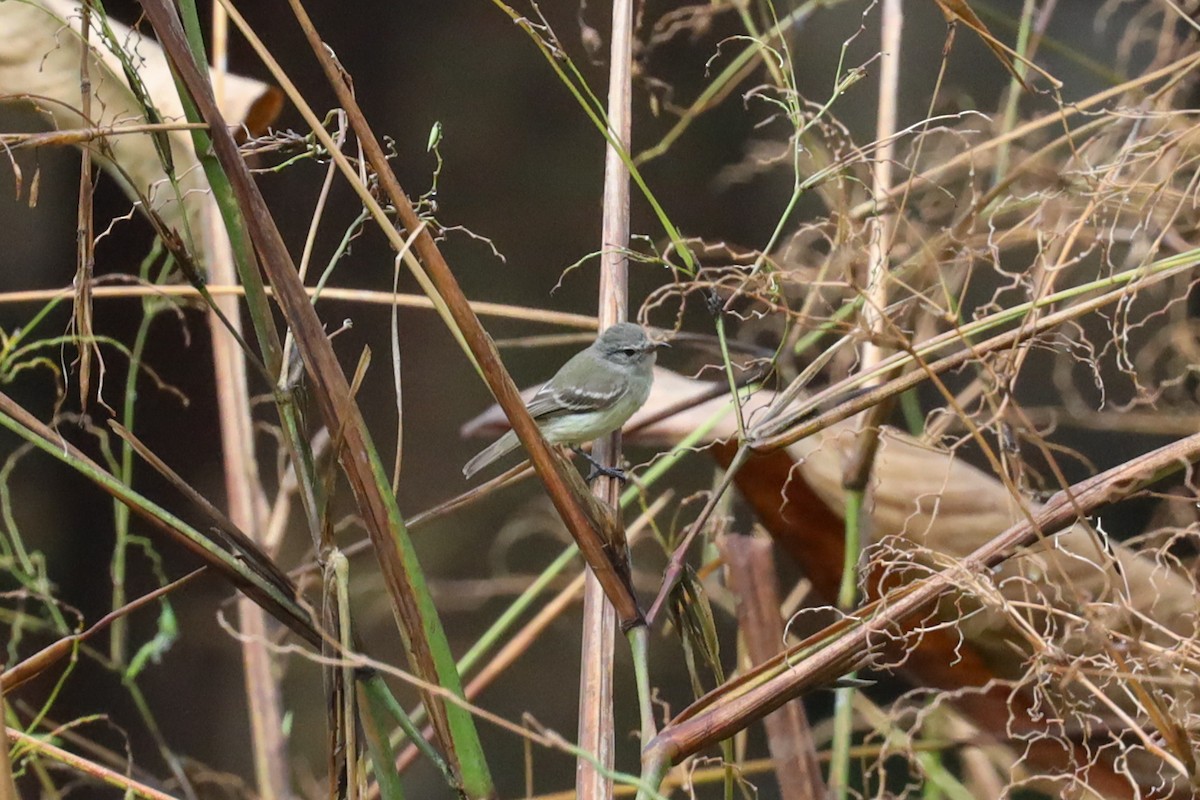 Southern Beardless-Tyrannulet - ML389479281