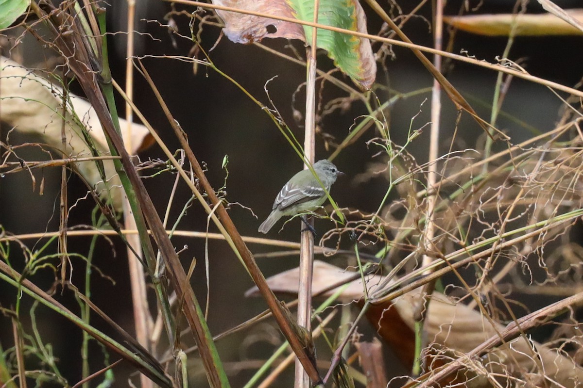 Southern Beardless-Tyrannulet - ML389479291