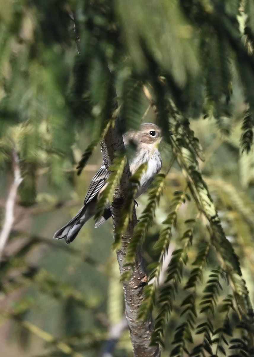 Yellow-rumped Warbler - ML389480631