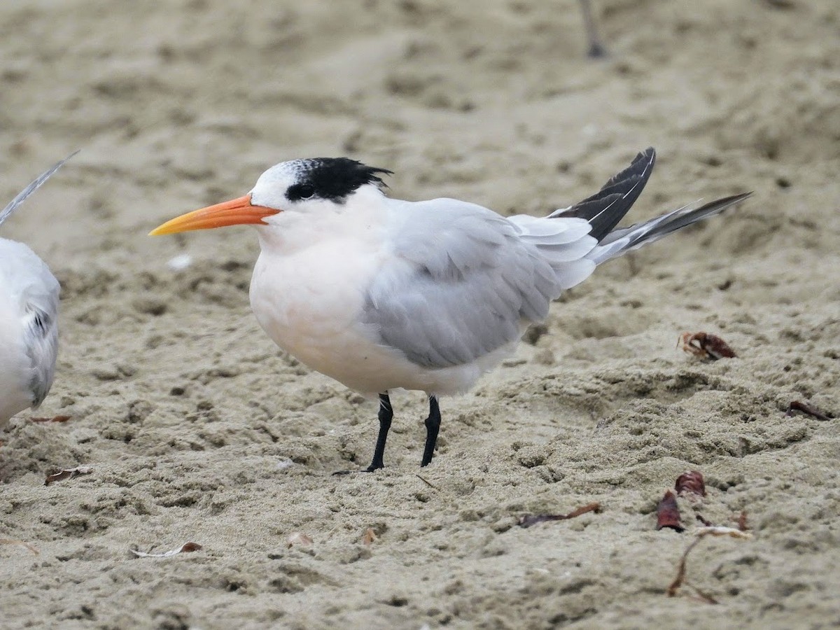 Elegant Tern - ML389481161