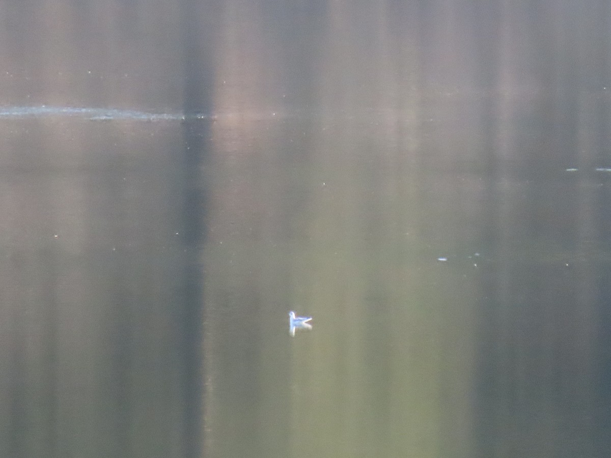 Gabbiano di Bonaparte - ML389482111