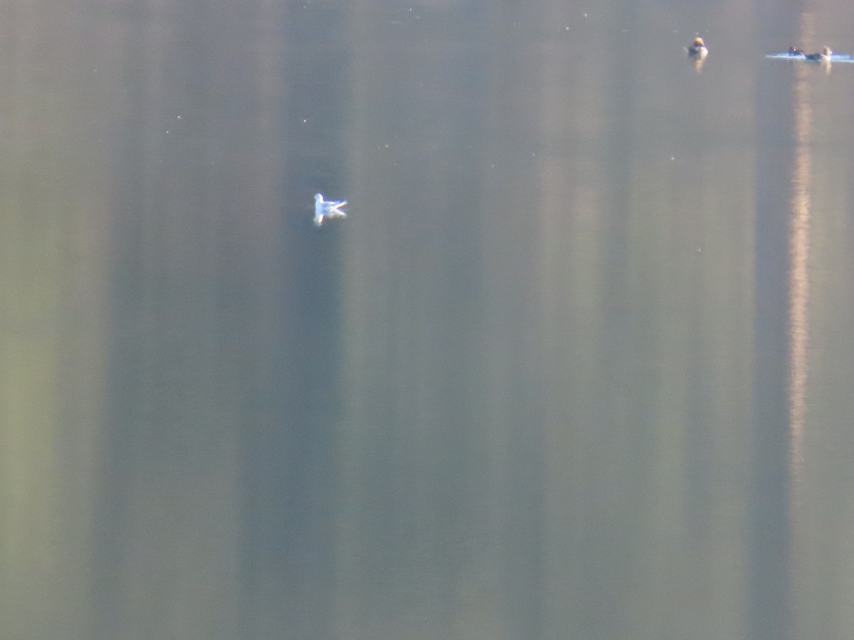 Gabbiano di Bonaparte - ML389482121