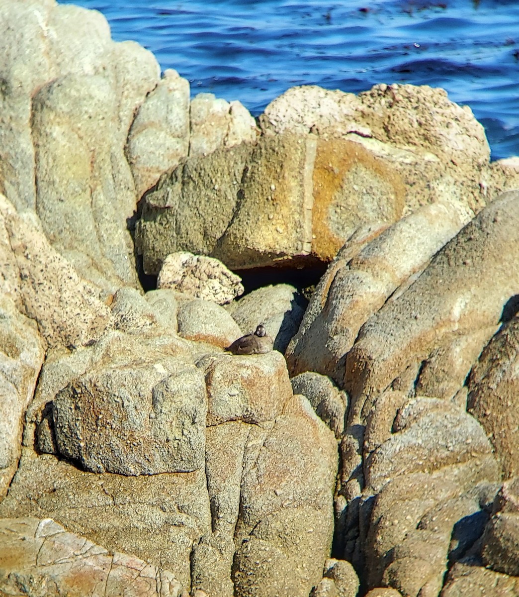 Harlequin Duck - ML389482361