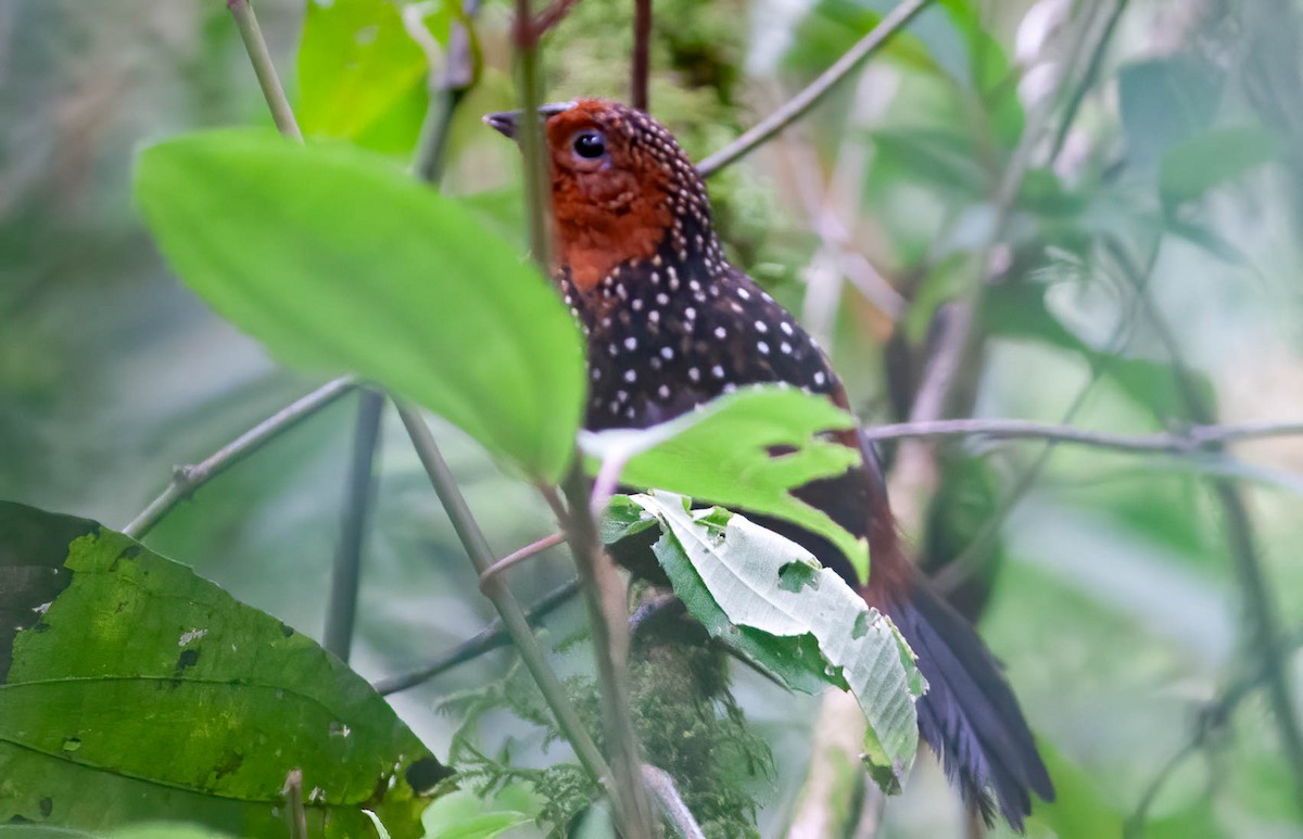 Ocellated Tapaculo - ML389482541