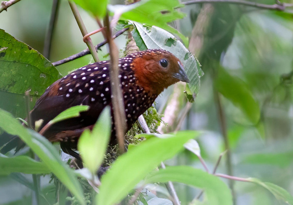 Ocellated Tapaculo - ML389482561