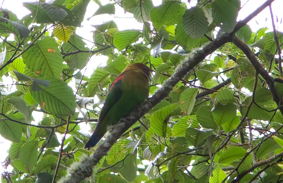 Rusty-faced Parrot - ML389482691